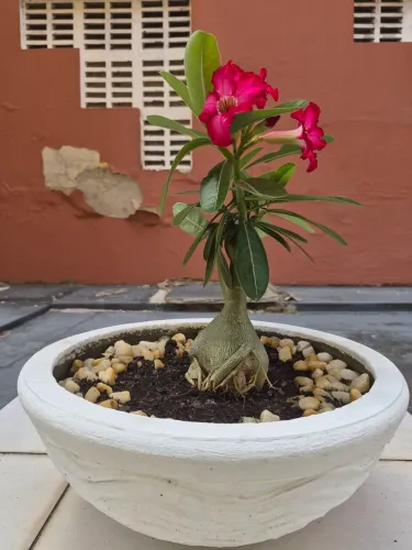 Vendo rosa do deserto com vaso. Terra adubada e com fertilizantes para floração.