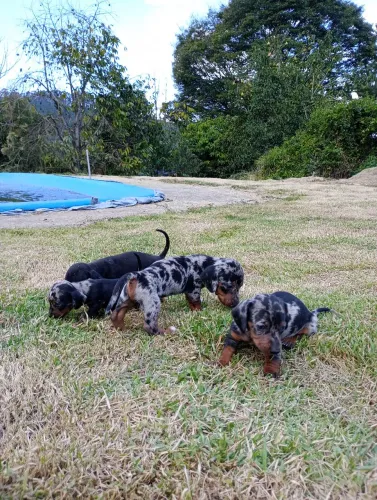 Filhotes de dachshund (cachorro salsicha)
