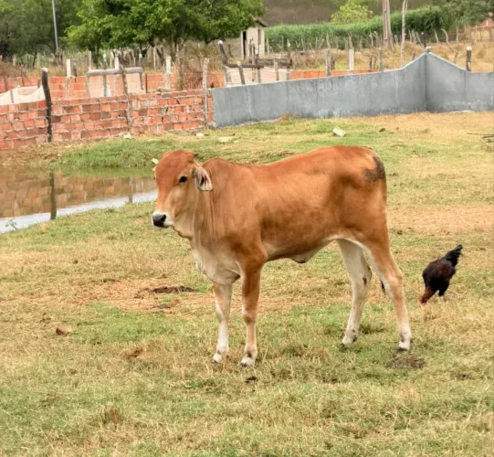 Novilha nova pra vender