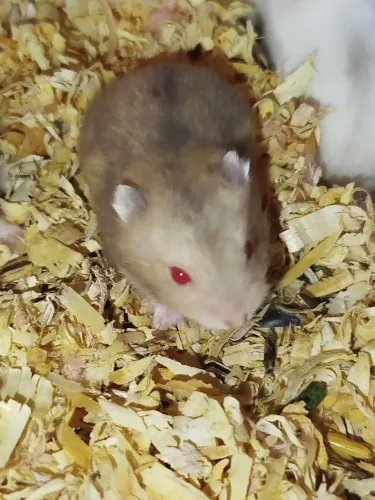 Hamster anão 