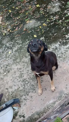 Querendo uma companheira