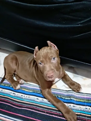 Vendo filhote de pitbull fêmea só tem 1 fêmea *