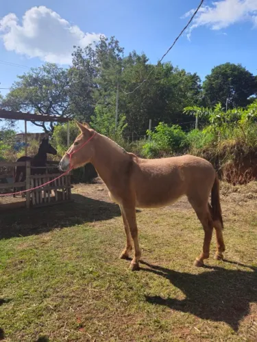Mula ruana loira 2 anos e meio