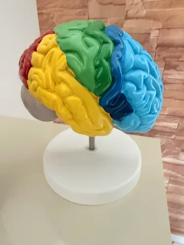 Cérebro decorativo
