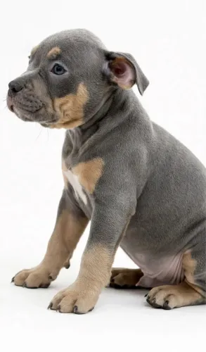 American Bully