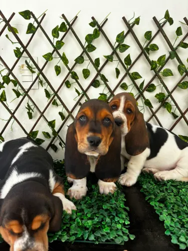 BassetHound Linhagem Impecável 