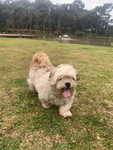 Doa-se cãozinho 