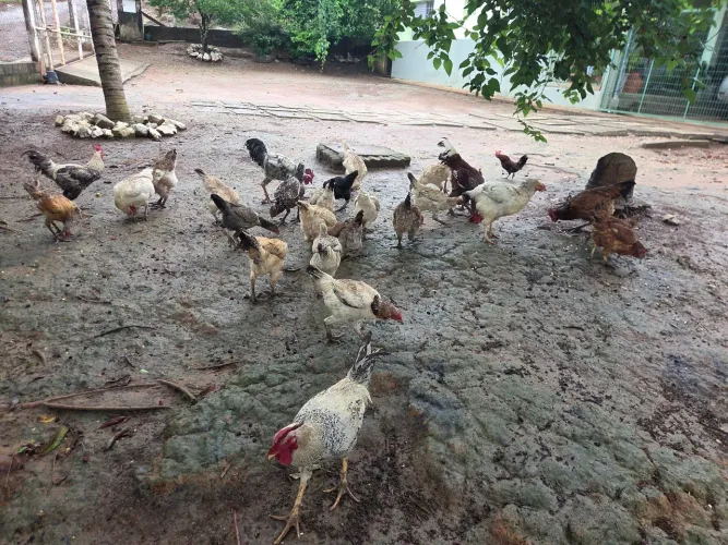 Vendo galinhas caipira