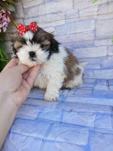 Shitzu fêmea mini tricolor lindíssima