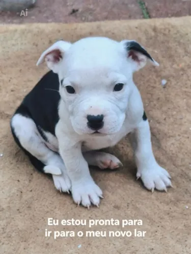 Pitbull