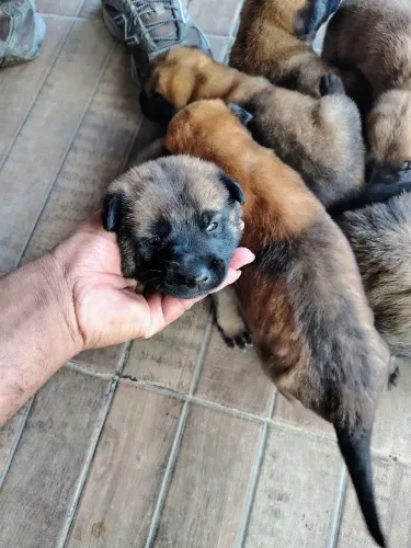 Filhotes de Pastor Belga malinoa