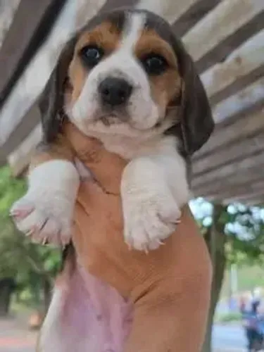 Beagle filhotes disponível para reserva 