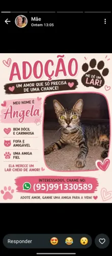Gata disponível