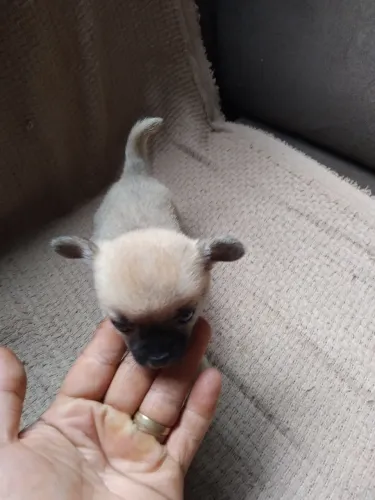 Chihuahua pelo curto 