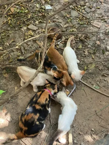 Doação de gatos