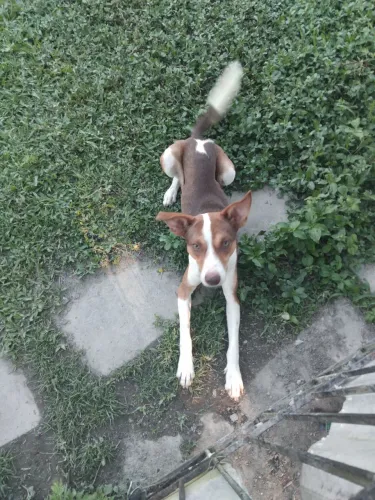 Cachorros pra adoção
