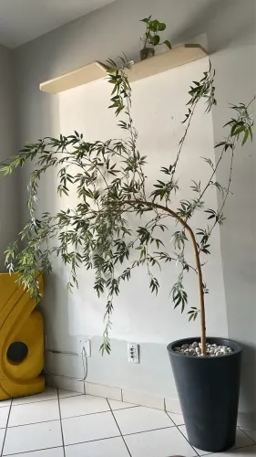 Bambu Curvado Artificial no vaso apenas 300,00