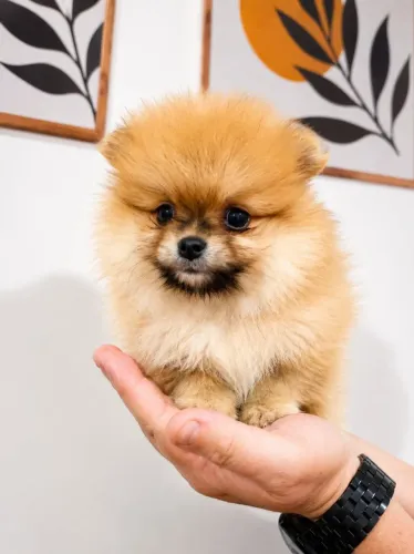 Spitz Alemão Pedigree