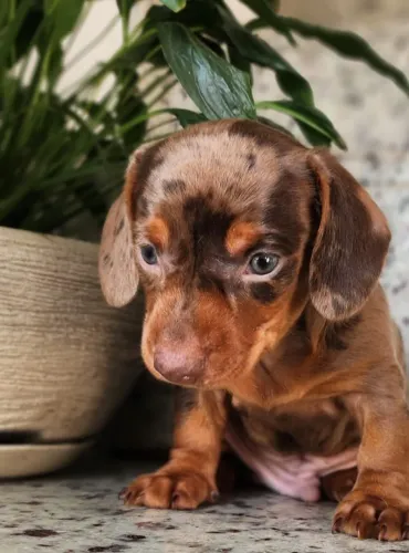 Os Mais Lindos Dachshund a Pronta Entrega.