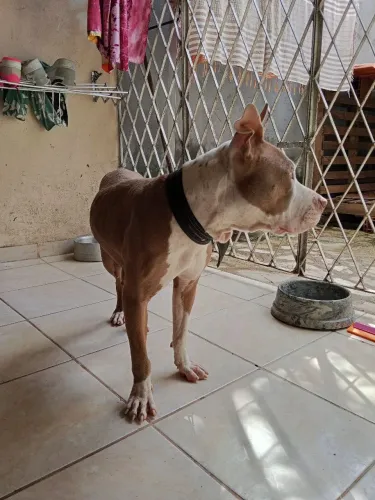 Filhote de Pitbull  fêmea 650 macho 480