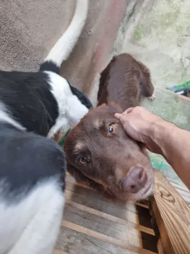 Doa-se 2 cachorras cadastradas