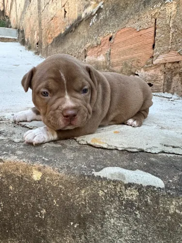 VENDO AMERICAN BULLY FÊMEA