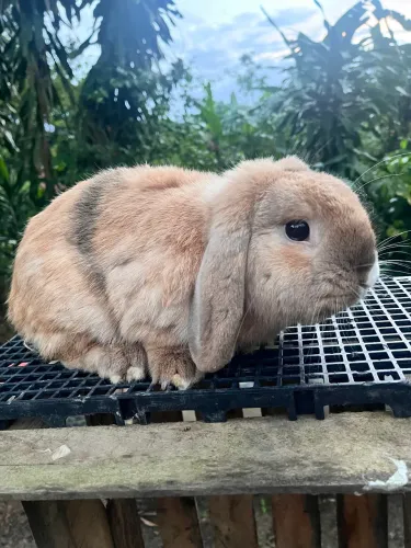 Mini Lop Macho