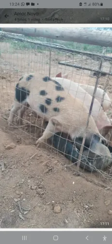 Porco caipira