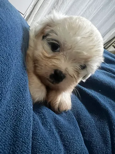 Lhasa Apso macho