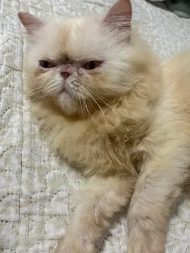 Gato Persa Macho
