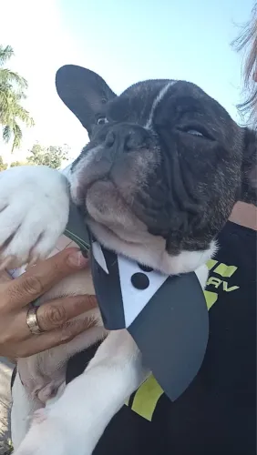 BULDOG francês macho