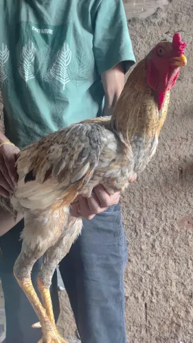 Galo indio bem grande 150 reais 