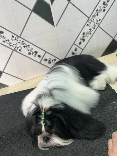 Tosa pet