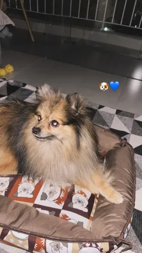 Lulu da Pomerania