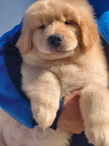 Golden Retriever parcelamos no cartão
