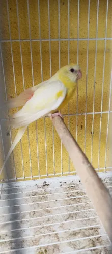 Bebedouro 