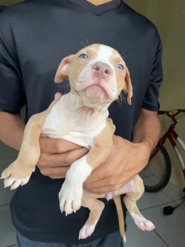 Vende-se filhote de Pit Bull 