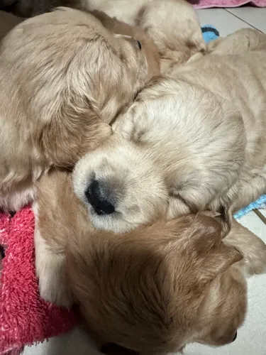 Filhotes Golden retriever
