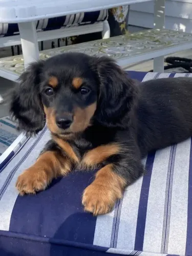Teckel Daschund salsichinha pelo longo e pelo curto 