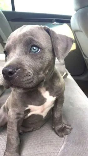 Filhote de Pitbull Azul merece medalhas pela sua beleza