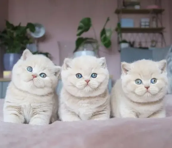 British Shorthair  Filhotinhos à venda! 