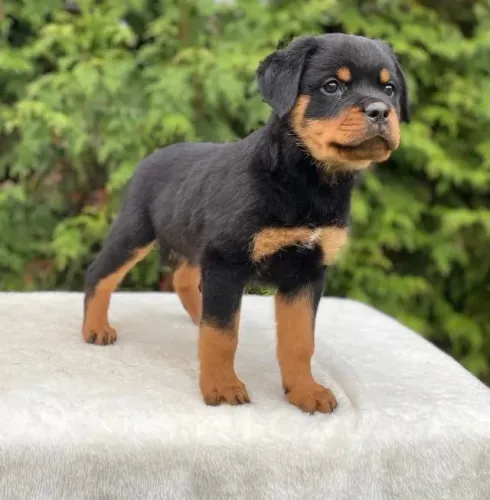 Filhotes de Rottweiler | Alegria garantida com esses fofos!