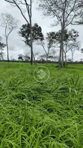 Fazenda a venda próximo ao município de Cáceres - Mato Grosso codigo: 53210