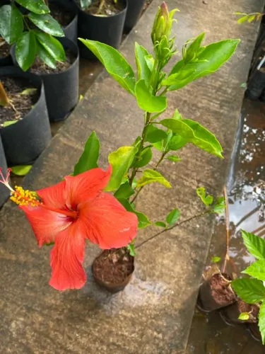 Muda de hibisco