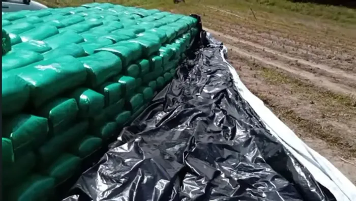 SILO DE CAPIM BRS CAPIAÇU DE ALTISSIMA QUALIDADE GARANTIDA