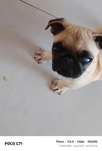 Vendo uma Pug fêmea com 120 dias
