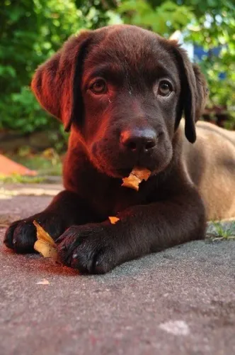 Filhote de Labrador Chocolate um sonho possível 