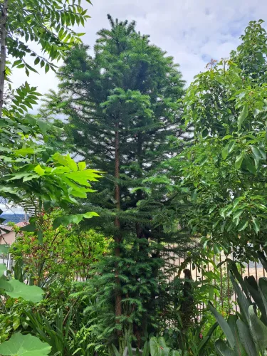 Pinheirinho de natal Alemão 3m