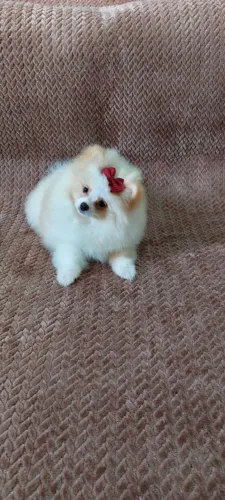 Spitz Alemão amor em forma de filhote!