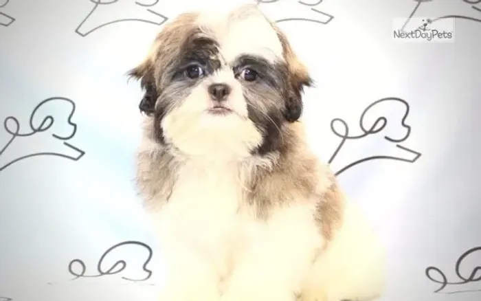 Shih-Tzu Mini Macho Tricolor Um Filhote para Alegrar o Seu Dia